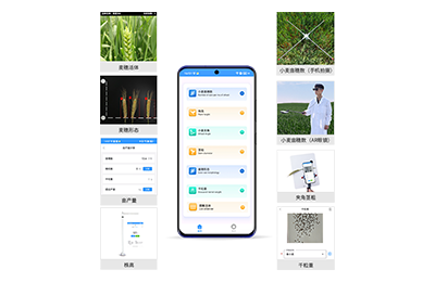 鸡西市小麦表型测量仪IN-XM05